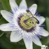 Truffaut - Passiflora caerulea : ctr de 3 litres Discount
