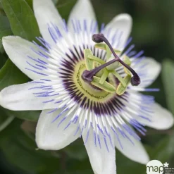 Truffaut - Passiflora caerulea : ctr de 3 litres Discount