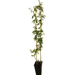 Truffaut - Passiflora caerulea : ctr de 3 litres Discount