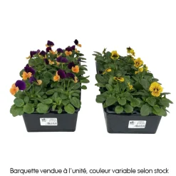 Truffaut - Pensée : barquette de 10 plants - Coloris variables Online