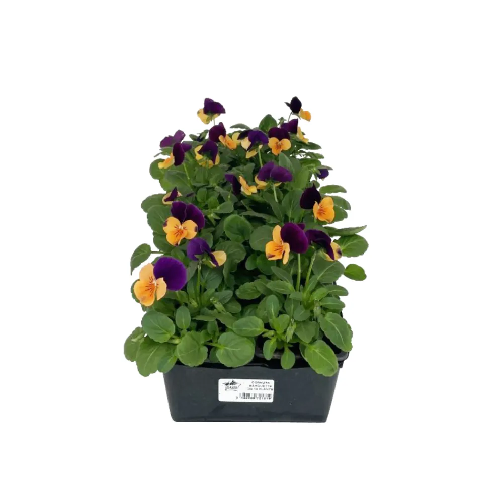 Truffaut - Pensée : barquette de 10 plants - Coloris variables Online