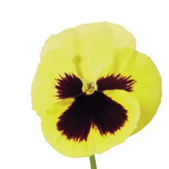 Truffaut - Pensée : barquette de 10 plants - Coloris variables Online