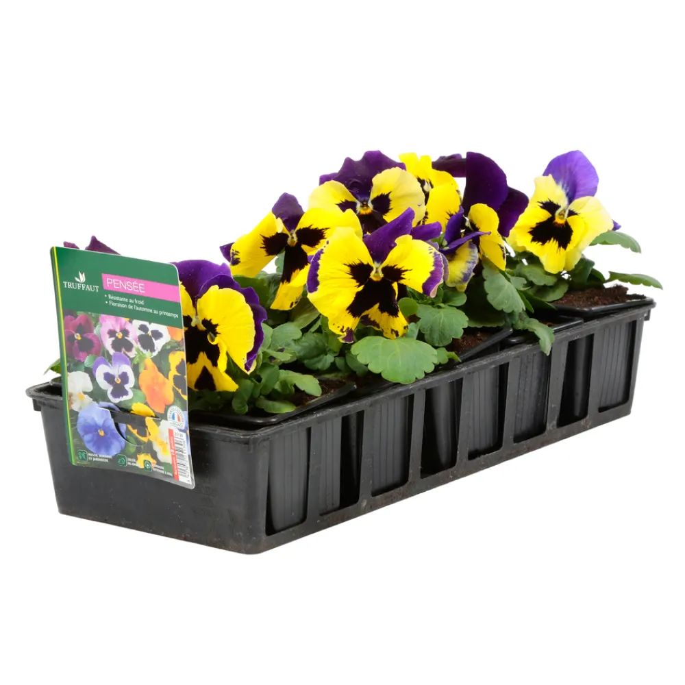 Truffaut - Pensée : barquette de 10 plants - Coloris variables Online