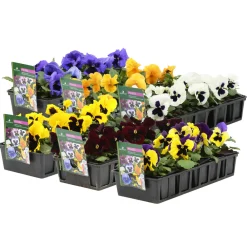 Truffaut - Pensée : barquette de 10 plants - Coloris variables Online