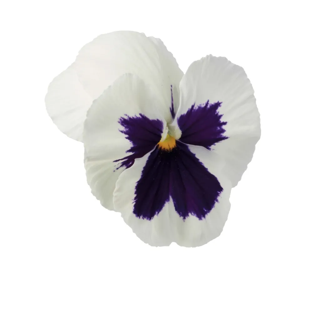 Truffaut - Pensée : barquette de 10 plants - Coloris variables Online