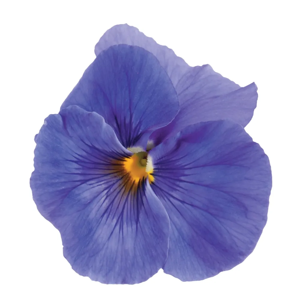 Truffaut - Pensée : barquette de 10 plants - Coloris variables Online
