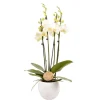 Truffaut Orchidées | - Phalaenopsis blanc:4 tiges H 60 cm pot D14 cm
