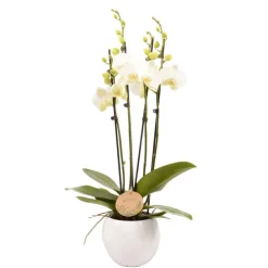 Truffaut Orchidées | - Phalaenopsis blanc:4 tiges H 60 cm pot D14 cm