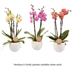Truffaut - Phalaenopsis varié:4 tiges H 60 cm pot D14 cm Outlet