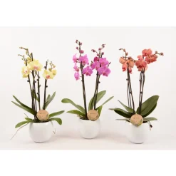 Truffaut - Phalaenopsis varié:4 tiges H 60 cm pot D14 cm Outlet