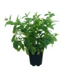 Truffaut Plants De Légumes Et Aromatiques | - Plant de menthe verte : pot de 1 litre