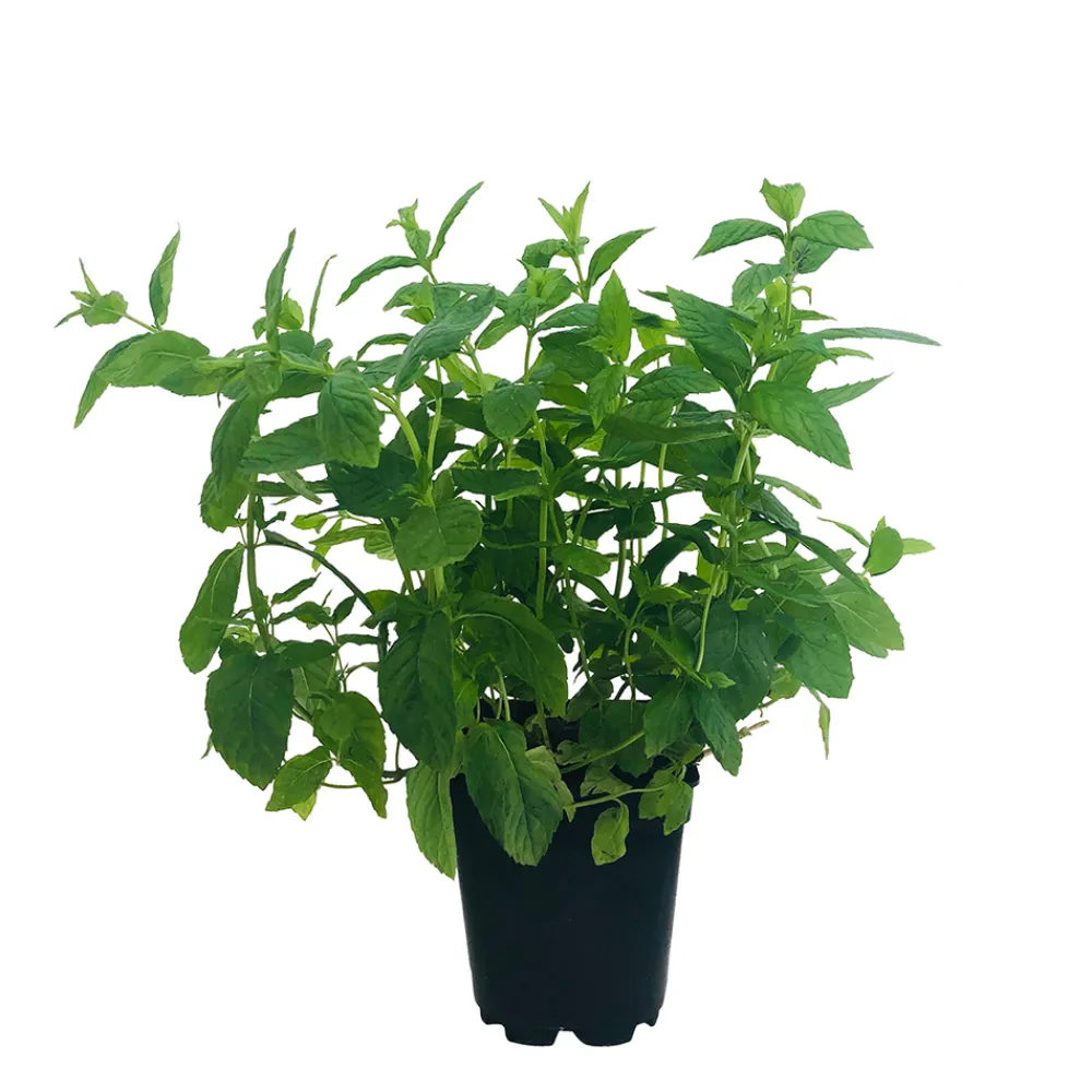 Truffaut Plants De Légumes Et Aromatiques | - Plant de menthe verte : pot de 1 litre