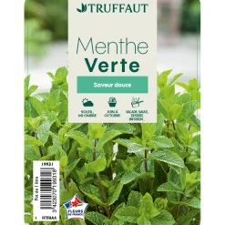 Truffaut Plants De Légumes Et Aromatiques | - Plant de menthe verte : pot de 1 litre