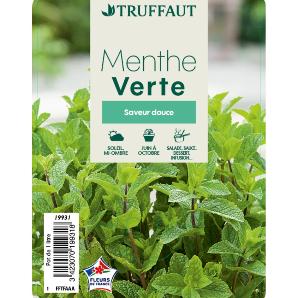 Truffaut Plants De Légumes Et Aromatiques | - Plant de menthe verte : pot de 1 litre