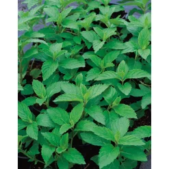 Truffaut Plants De Légumes Et Aromatiques | - Plant de menthe verte : pot de 1 litre