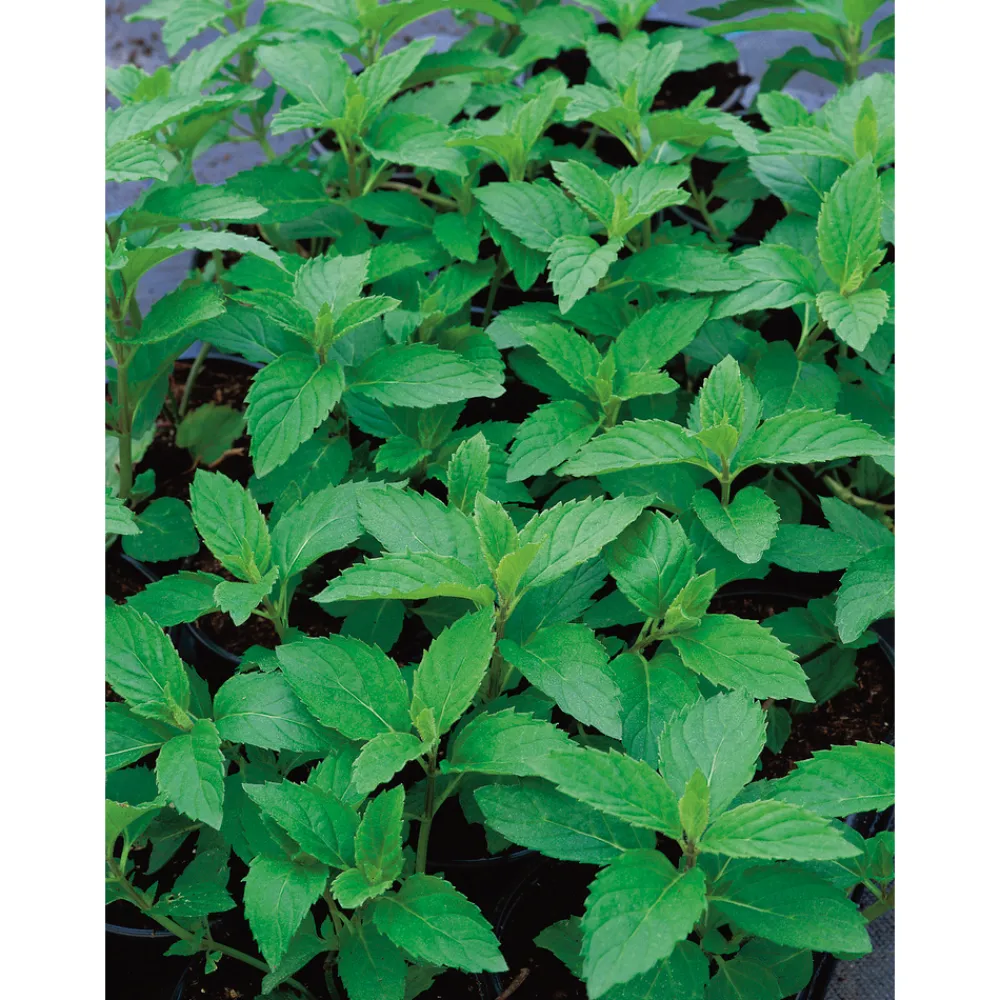 Truffaut Plants De Légumes Et Aromatiques | - Plant de menthe verte : pot de 1 litre