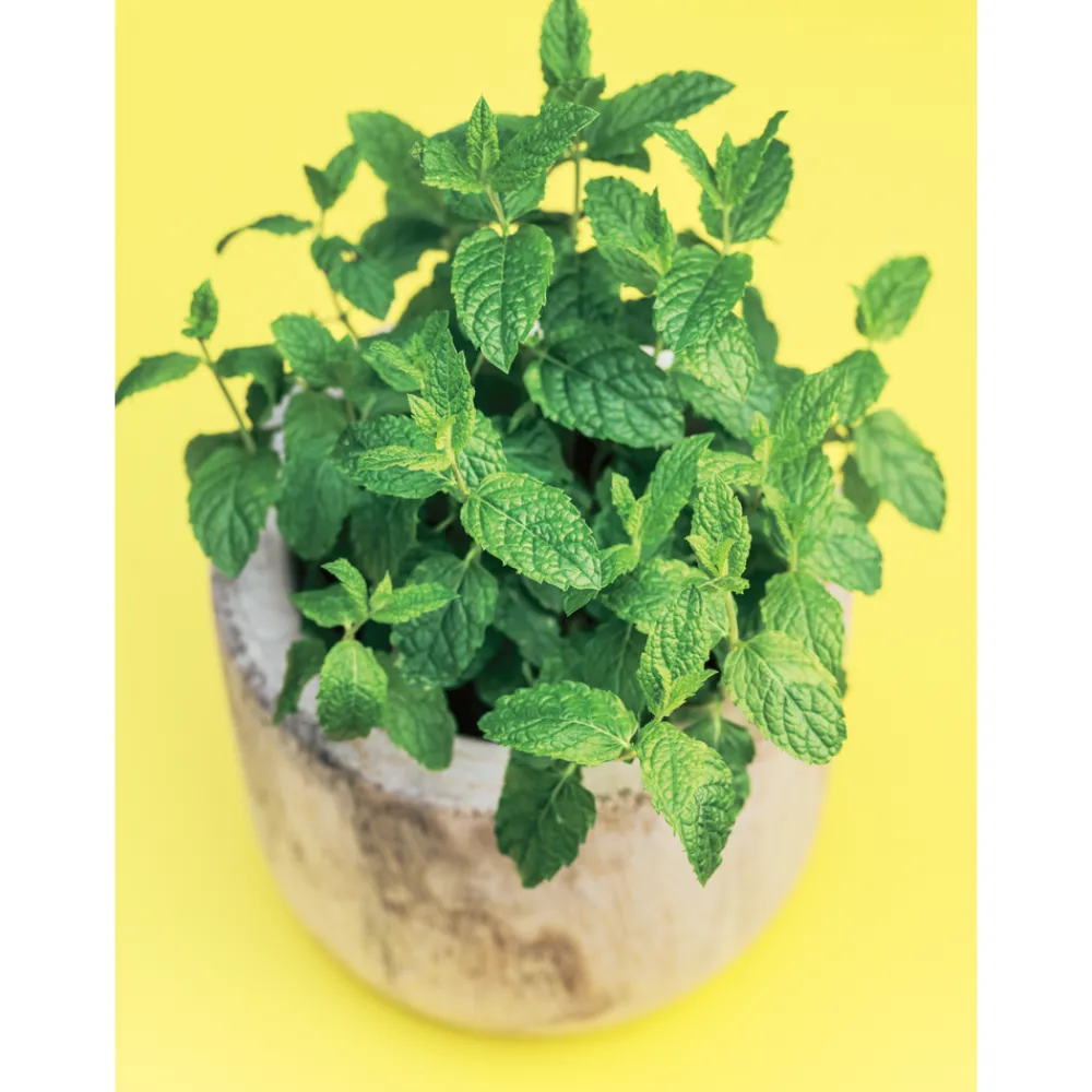 Truffaut Plants De Légumes Et Aromatiques | - Plant de menthe verte : pot de 1 litre