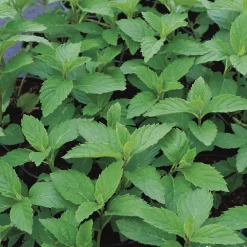 Truffaut Plants De Légumes Et Aromatiques | - Plant de menthe verte : pot de 1 litre