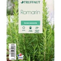 Truffaut Plants De Légumes Et Aromatiques | - Plant de romarin : pot de 1 litre