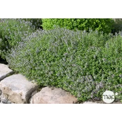 Truffaut Plants De Légumes Et Aromatiques | - Plant de thym commun : pot de 1 litre