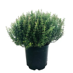 Truffaut Plants De Légumes Et Aromatiques | - Plant de thym commun : pot de 1 litre