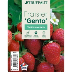 Truffaut Plants De Légumes Et Aromatiques | - Plants de fraisiers 'Nova Gento' : barquette de 6 plants