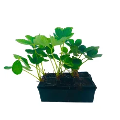 Truffaut Plants De Légumes Et Aromatiques | - Plants de fraisiers 'Nova Gento' : barquette de 6 plants