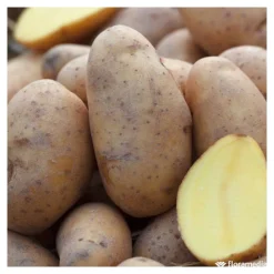 Truffaut - Plants de pommes de terre 'Charlotte' en clayette x100 Best