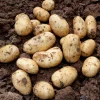 Truffaut Pommes De Terre, Ails, Oignons, Échalotes | - Plants de pommes de terre 'Monalisa' en filet x10