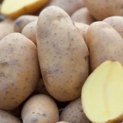 Truffaut Pommes De Terre, Ails, Oignons, Échalotes | - Plants de pommes de terre 'Spunta' en sac - 1,5 kg