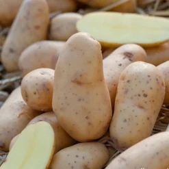 Truffaut Pommes De Terre, Ails, Oignons, Échalotes | - Plants de pommes de terre 'Ratte' en clayette x60