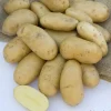 Truffaut - Plants de pommes de terre 'La Belle de Fontenay' en filet x10 Discount
