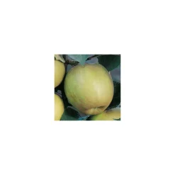 Truffaut Fruitiers Et Agrumes | - Pommier Reinette blanche du Canada : gobelet 3 ans d'âge ctr 12 litres