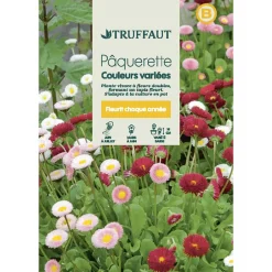 Truffaut Graines De Fleurs | - Pâquerette des prés Tapis couleurs Variées