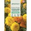 Truffaut - Rose d'Inde double grande variée : en sachet Best