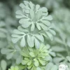 Truffaut Plantes Vivaces | - Rue : godet vert