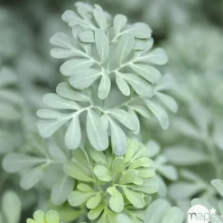 Truffaut Plantes Vivaces | - Rue : godet vert