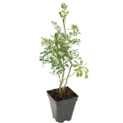 Truffaut Plantes Vivaces | - Rue : godet vert