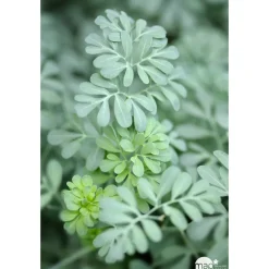 Truffaut Plantes Vivaces | - Rue : godet vert