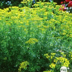 Truffaut Plantes Vivaces | - Rue : godet vert