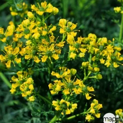 Truffaut Plantes Vivaces | - Rue : godet vert