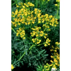 Truffaut Plantes Vivaces | - Rue : godet vert