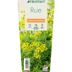 Truffaut Plantes Vivaces | - Rue : godet vert