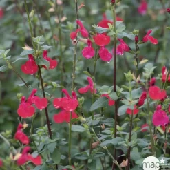 Truffaut Arbres Et Arbustes|Plantes De Haies | - Salvia Grahamii : C3L Marque