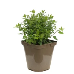Truffaut Arbres Et Arbustes|Plantes De Haies | - Salvia Grahamii : C3L Marque