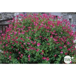 Truffaut Arbres Et Arbustes|Plantes De Haies | - Salvia Grahamii : C3L Marque