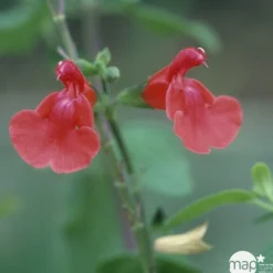 Truffaut Arbres Et Arbustes|Plantes De Haies | - Salvia Grahamii : C3L Marque