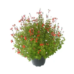Truffaut - Salvia Grahamii : Pot 7,5L Outlet