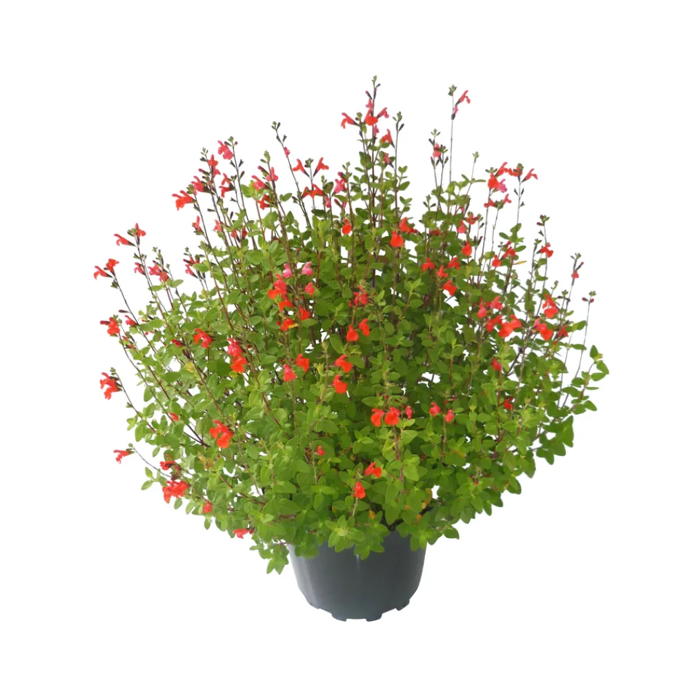 Truffaut - Salvia Grahamii : Pot 7,5L Outlet