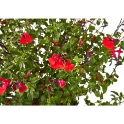 Truffaut Arbres Et Arbustes|Plantes De Haies | - Salvia 'Hot lips' : Pot 7,5L